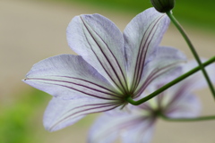 花の公園♪4