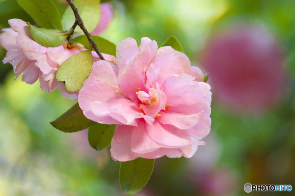 山茶花揺れて