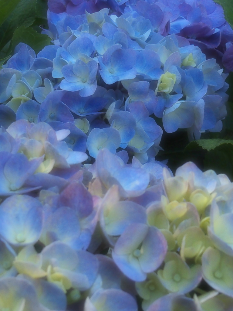 太平山の紫陽花♪9