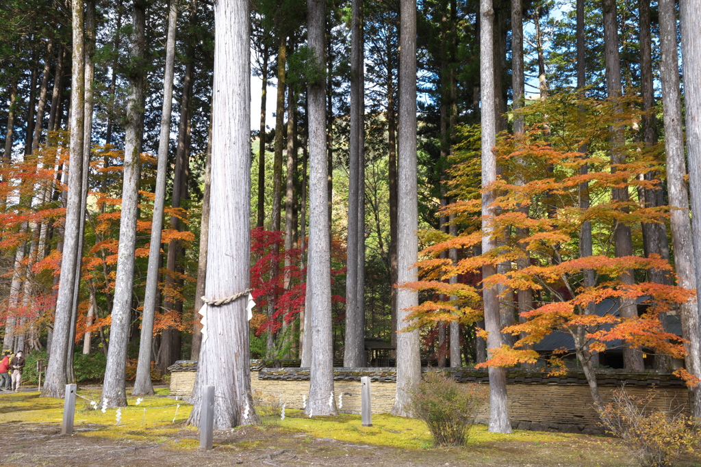 紅葉・古峯園♪1