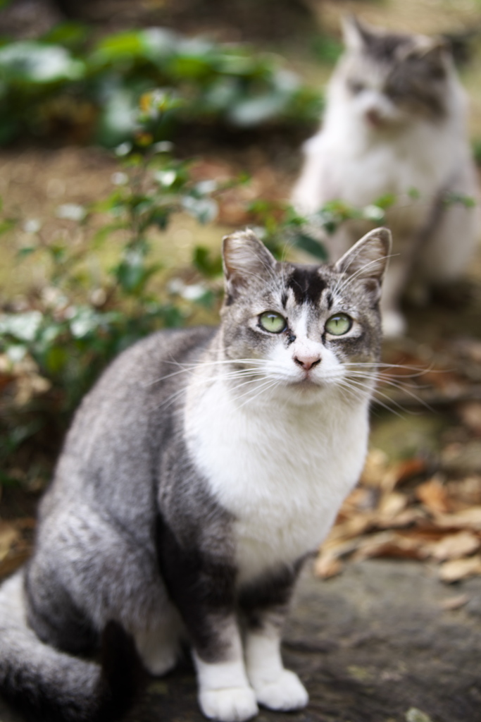 冬のにゃんこ♪3
