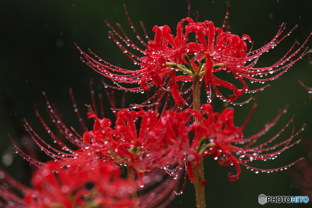 雨の中の彼岸花