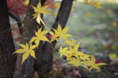 紅葉の頃・富弘美術館Ⅱ♪1
