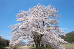 佐柄見の桜♪3