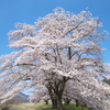 佐柄見の桜♪3