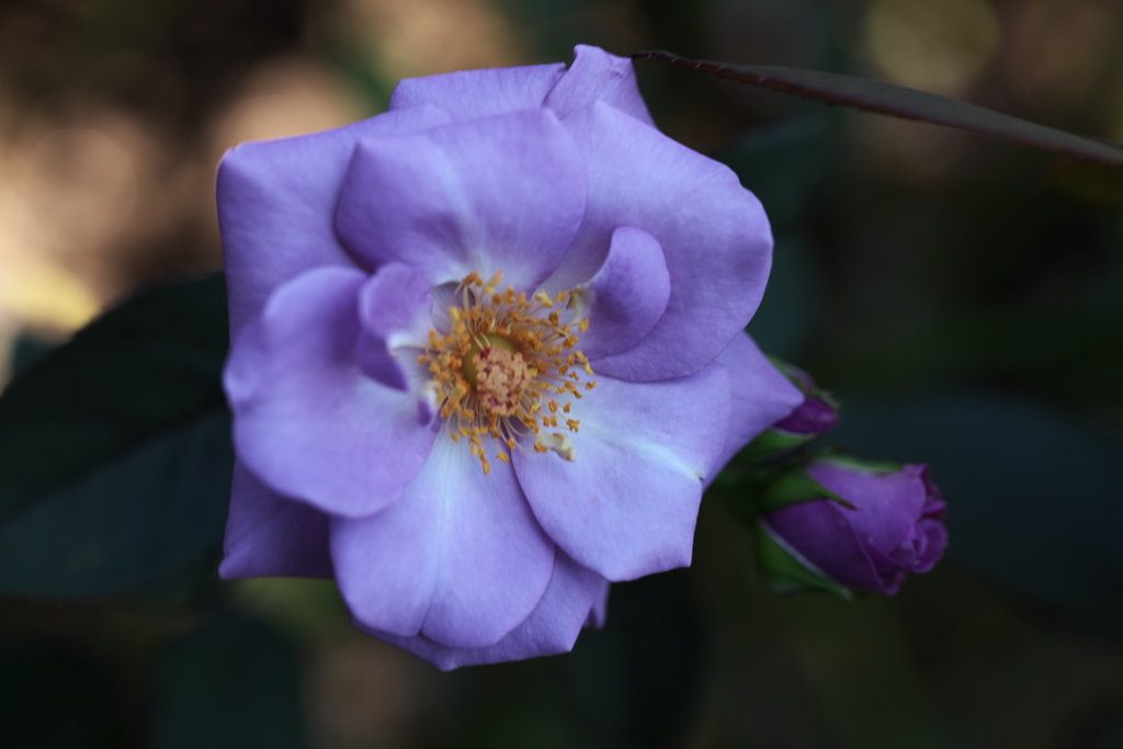 秋の薔薇・とちぎ花センター♪1