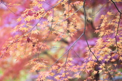 紅葉の頃・富弘美術館♪12