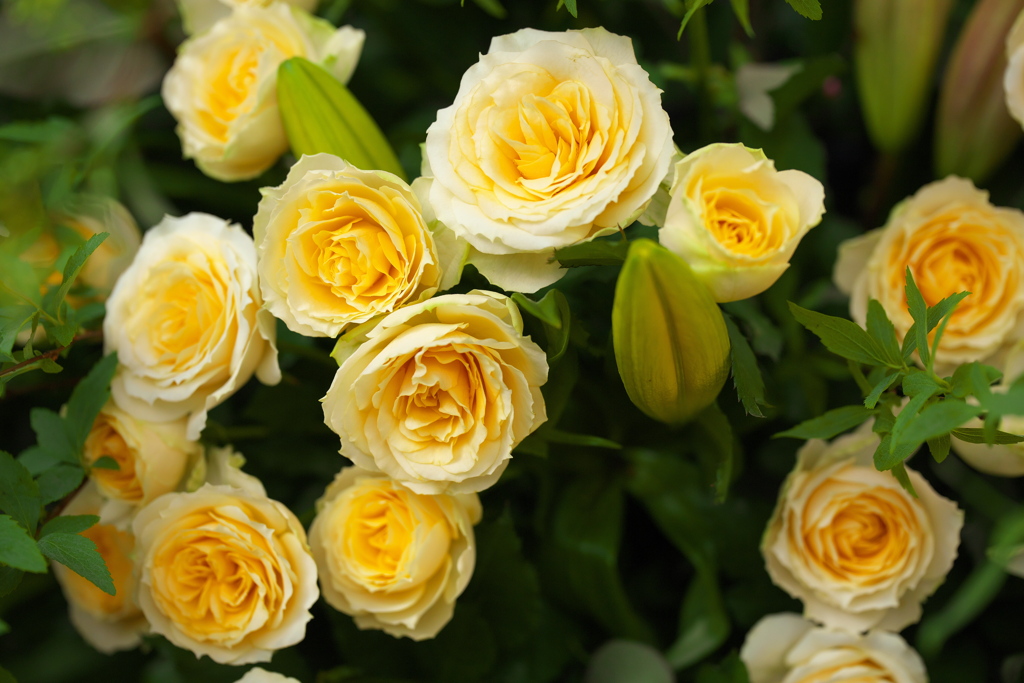 フェスティバルの花たち♪9