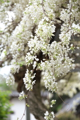 茂林寺の白藤