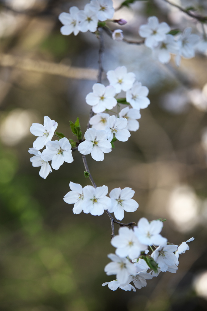 野木神社の桜♪2