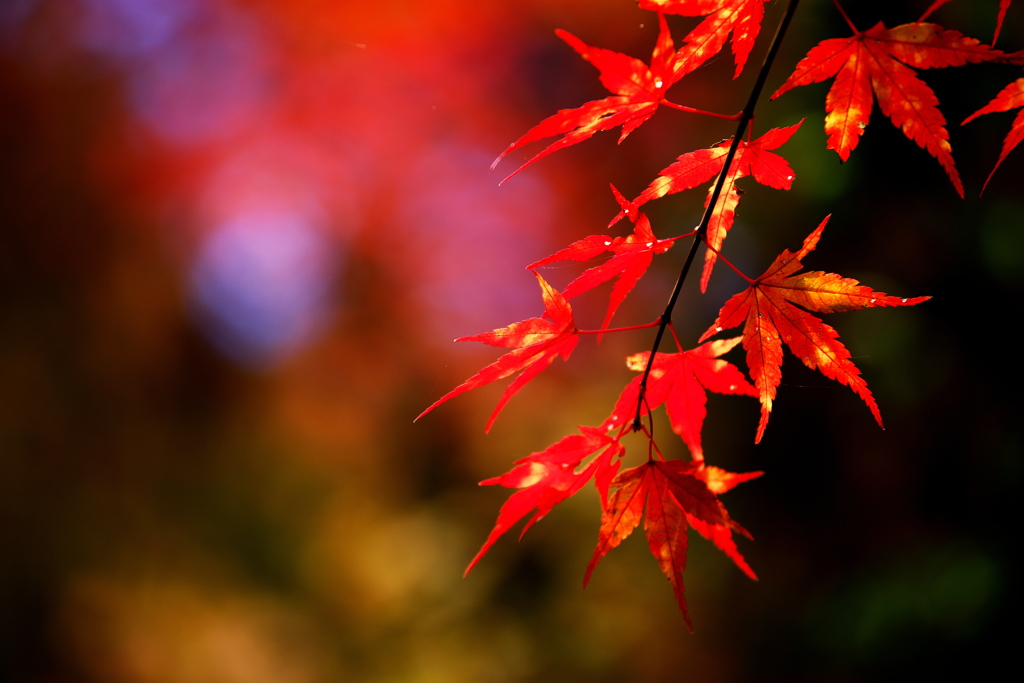 紅葉・あわの街道♪7