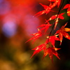 紅葉・あわの街道♪7
