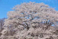 天平の花まつり♪3