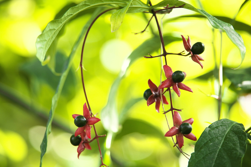 楽しい温室Ⅱ♪2