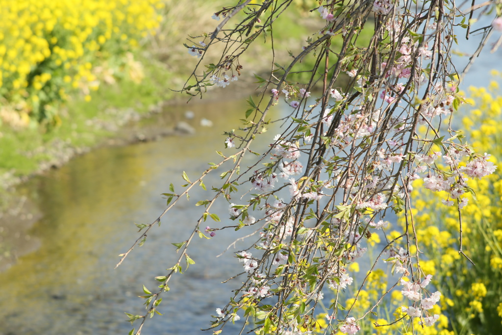 川岸のしだれ桜♪1