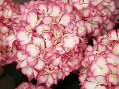 紫陽花2021♪3