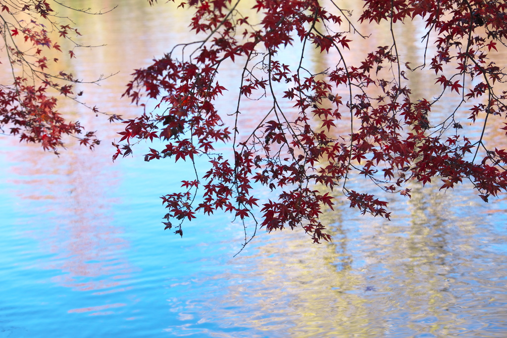 紅葉の頃・赤見フィッシングセンター♪2