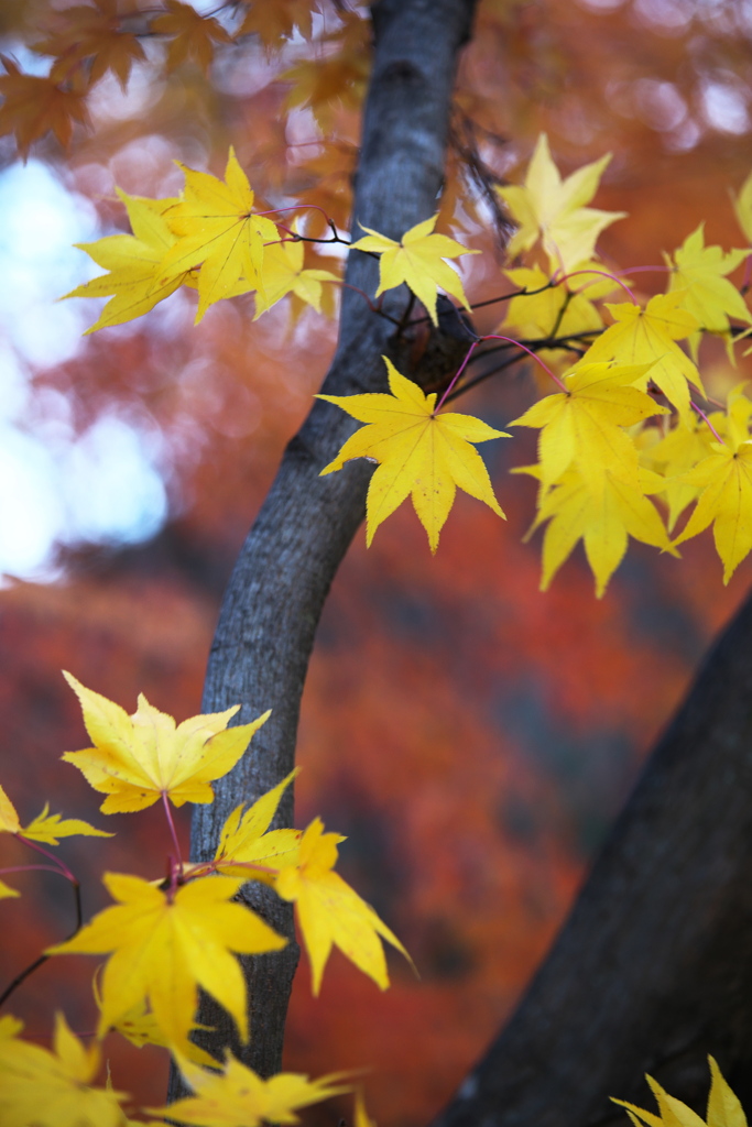 紅葉・さよならをする前に♪3