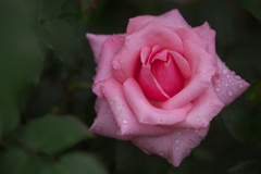 伊那の薔薇Ⅱ♪4