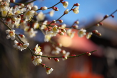 神社の梅♪5