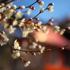 神社の梅♪5