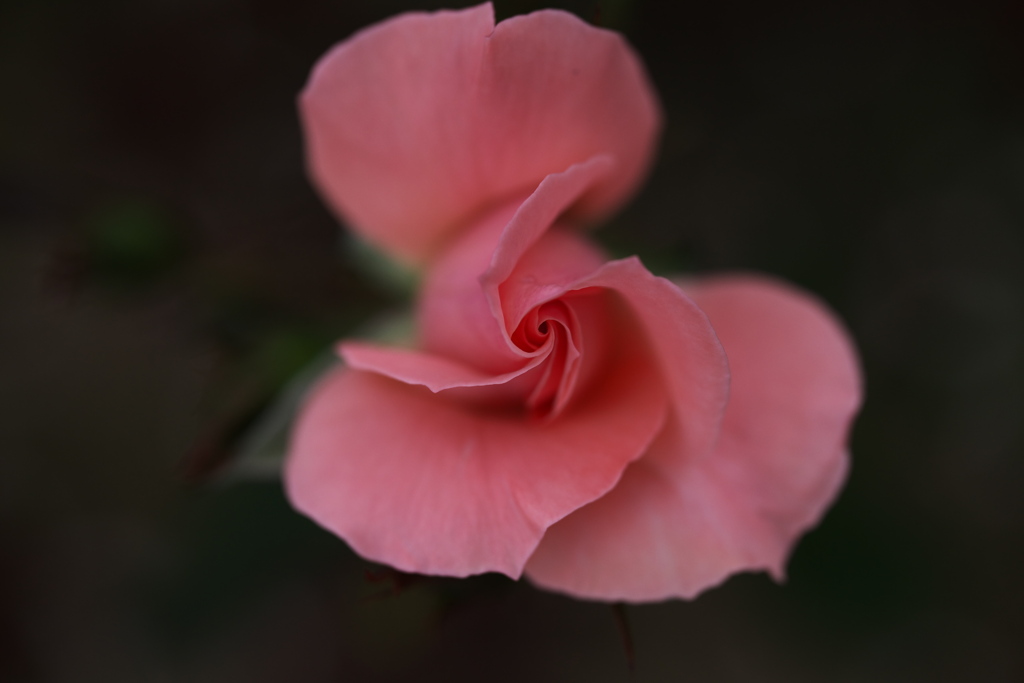 秋の薔薇・敷島公園♪1