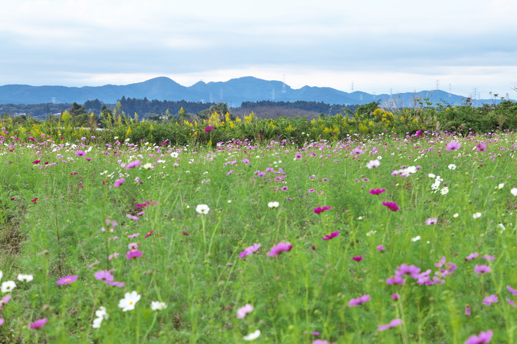岸辺のコスモス♪8
