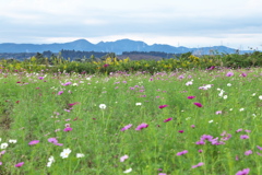 岸辺のコスモス♪8 岸辺のコスモス♪8