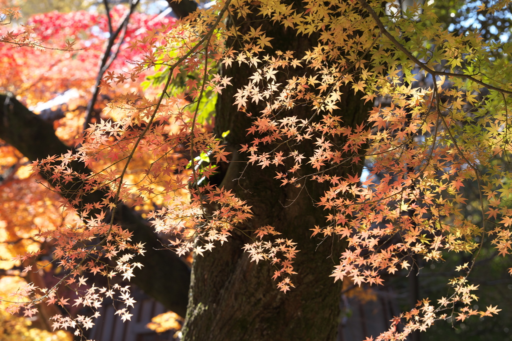 晩秋の紅葉・鑁阿寺（ばんなじ）♪6