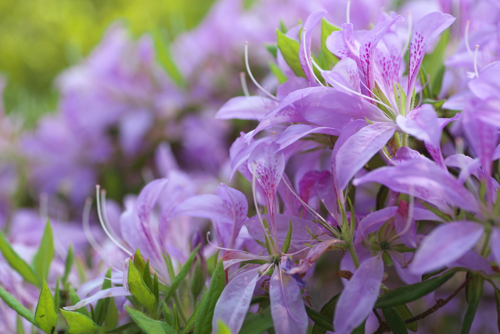 躑躅の花咲く頃♪３