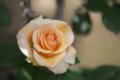 敷島公園の薔薇♪6