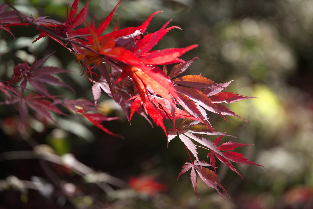 紅葉・逍遥園♪1