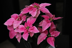 ポインセチアの季節♪1