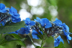 紫陽花・日枝神社♪1