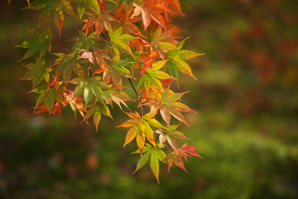 紅葉・古峯園♪5