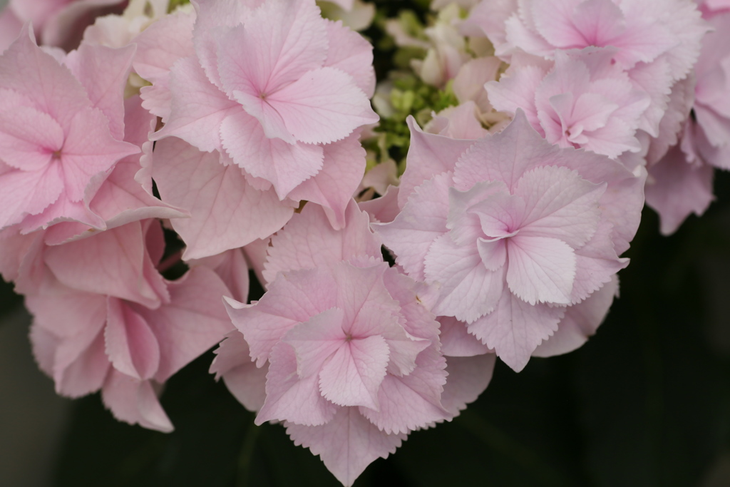 ほほえみの紫陽花♪7