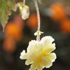 ベゴニア園♪4