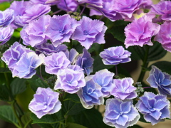 紫陽花2021♪4