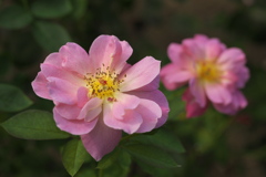 晩夏の薔薇♪1