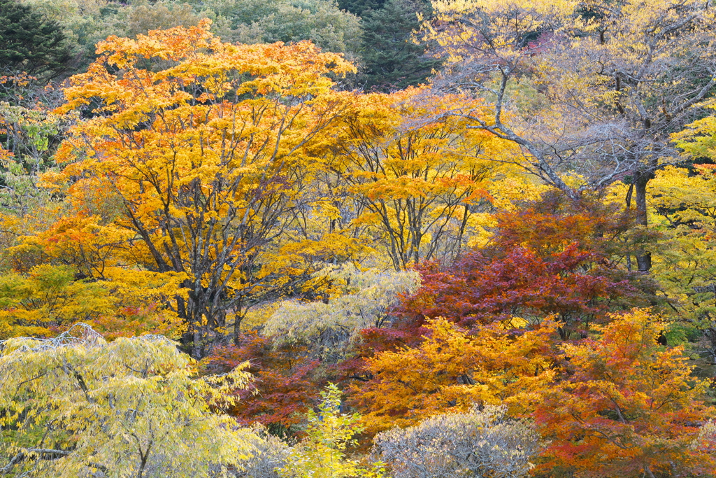 紅葉・古峯園♪4