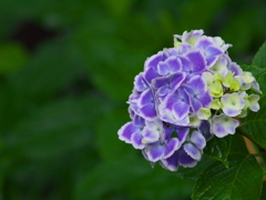 太平山の紫陽花♪4