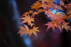 紅葉・富弘美術館周辺♪3