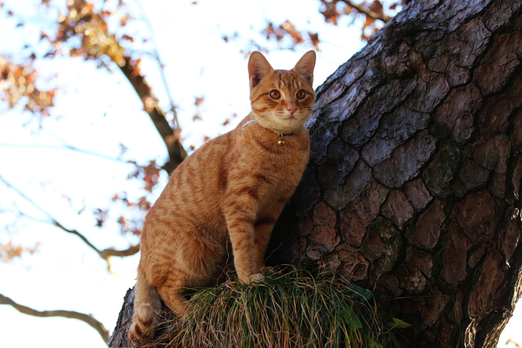 猫のいる山♪８