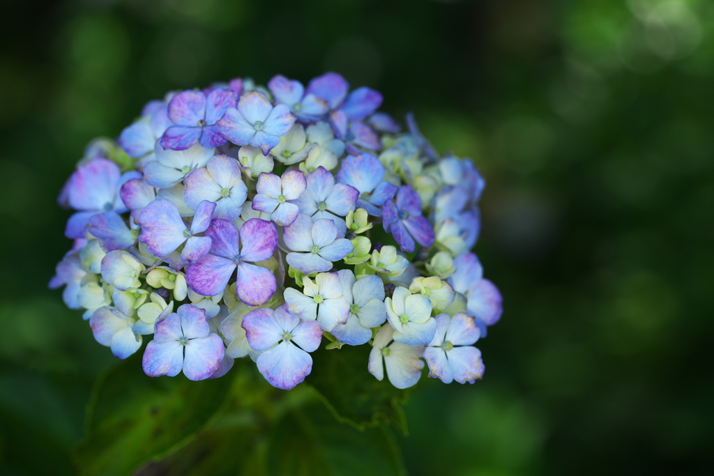 権現堂堤の紫陽花♪4