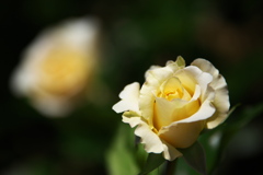 敷島公園の薔薇♪8