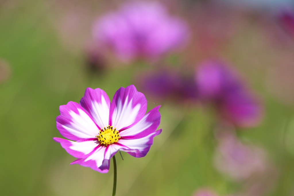 秋桜・鬼怒グリーンパーク♪2