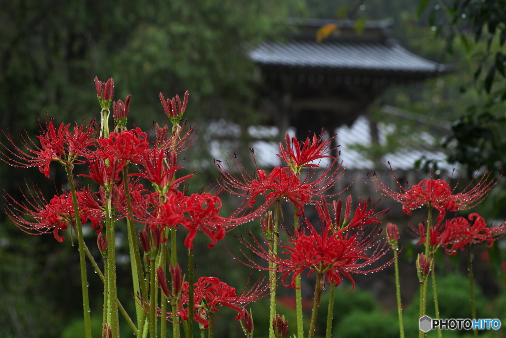 雨の中の彼岸花Ⅱ