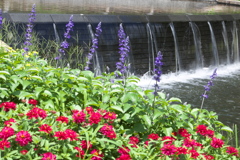 公園の夏♪1