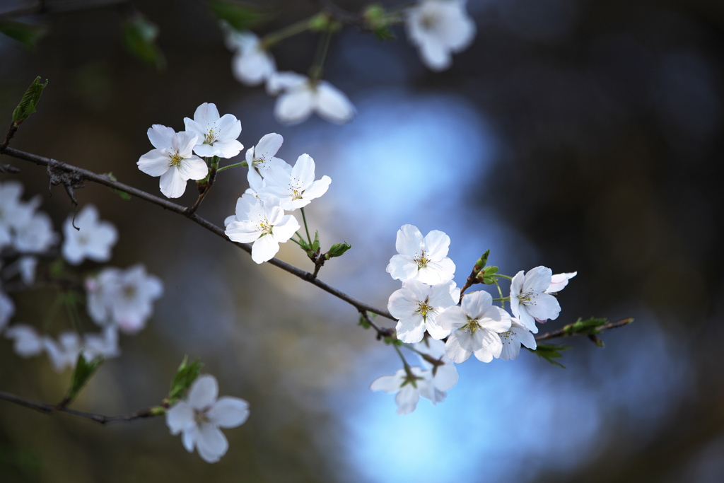 野木神社の桜♪1