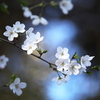 野木神社の桜♪1